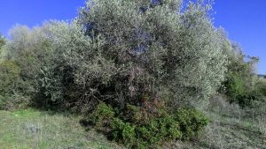 Olivo abbandonato da molti anni a San Vincenzo