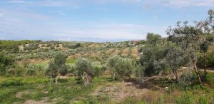 Vista di parte dell'oliveto Antonino Tringali-Casanuova