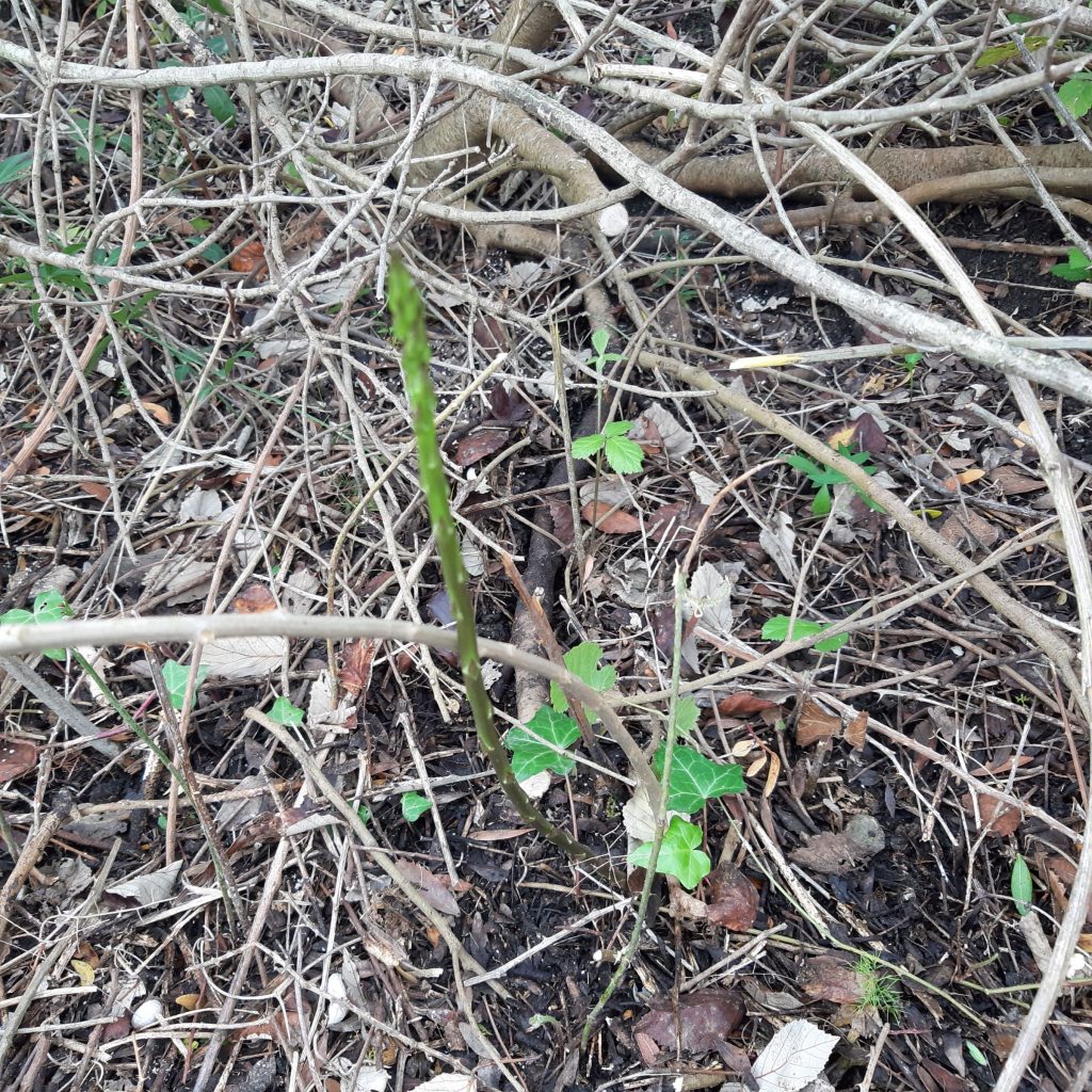 Raccolta degli Asparagi selvatici a San Vincenzo