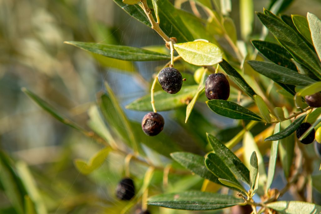Olive non raccolte ancora sull'olivo