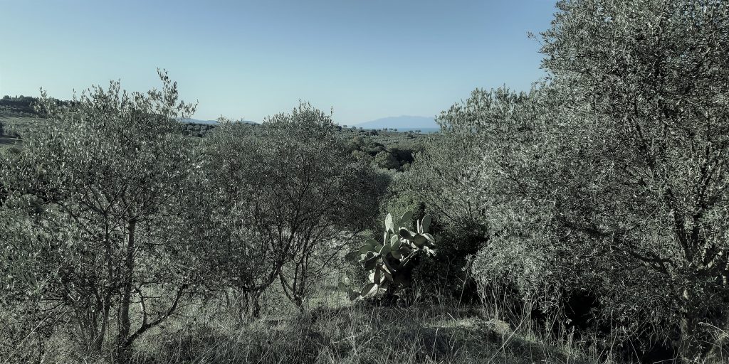 Panorama dell'Oliveta prima del recupero