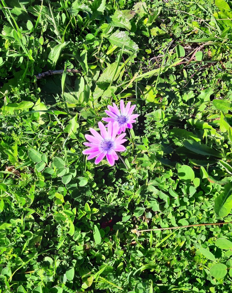 A fine febbraio torna la Primavera con gli Anemoni