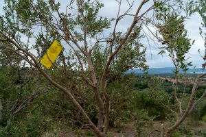 Trappola cromotropica per Mosca dell'olivo