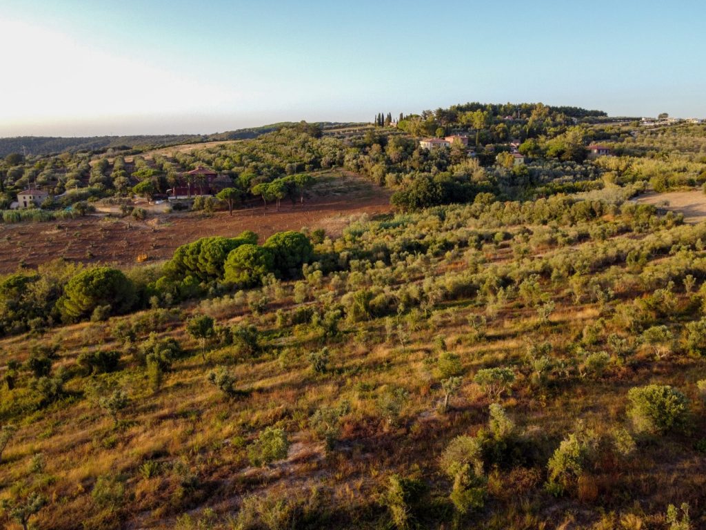 Vista dell'oliveta dal drone verso Nord