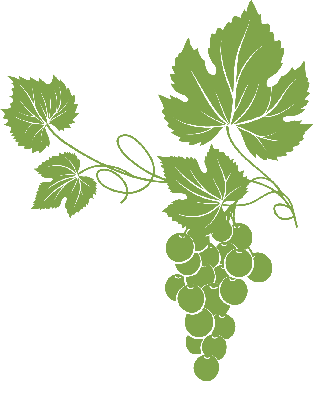 Disegno di foglie e grappolo d'uva