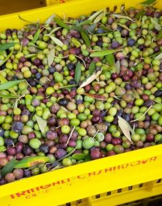 Raccolta olive a San Vincenzo
