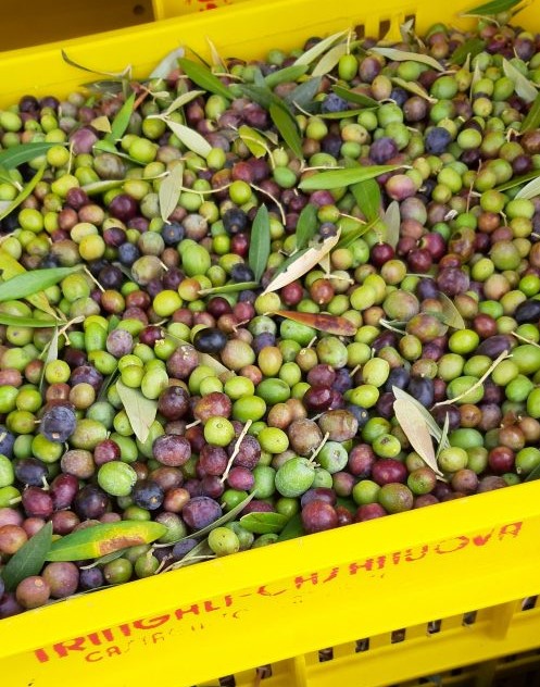 Raccolta olive a San Vincenzo