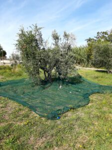 Raccolta Olive per brucatura